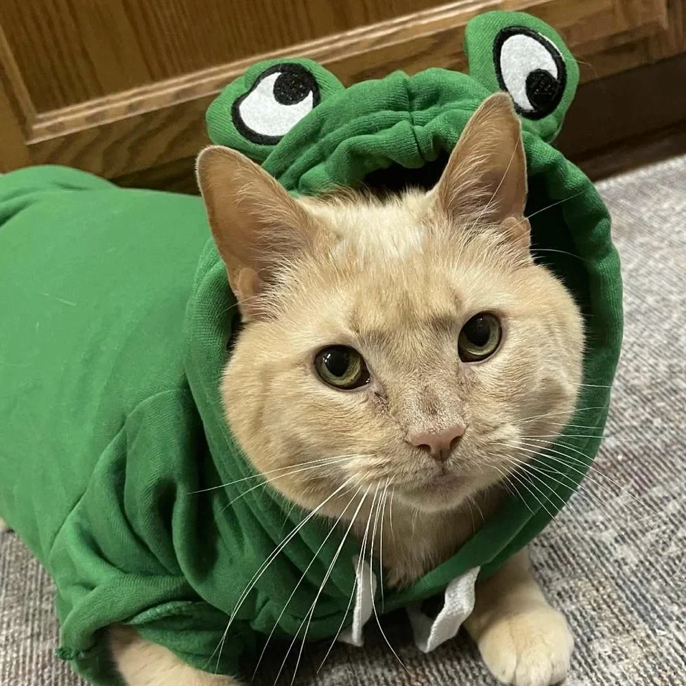 Green Pet Frog Hoodie for Cats - Hoodie Sweatshirt Pullover Costume